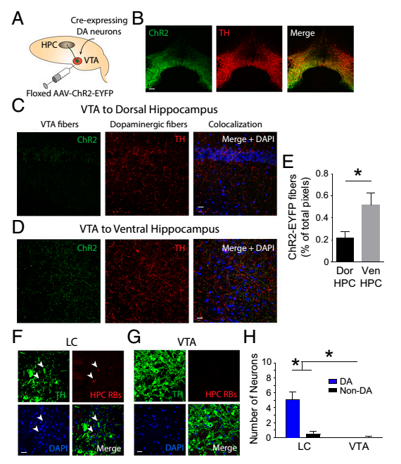 pnas——蓝斑核释放的多巴胺促进海马依赖的空间学习和记忆能力