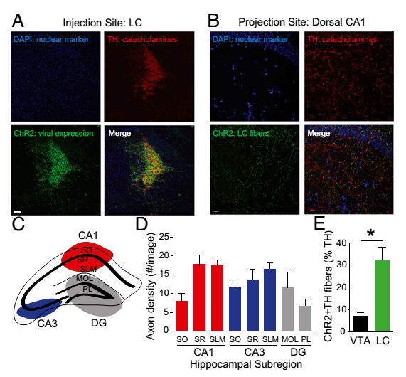 pnas——蓝斑核释放的多巴胺促进海马依赖的空间学习和记忆能力