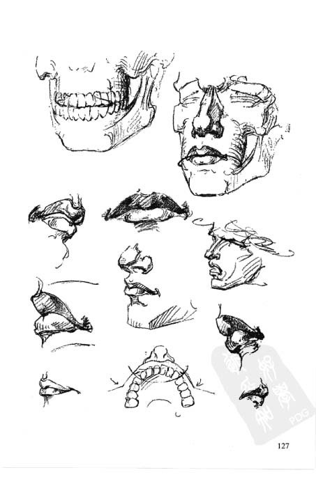 伯里曼人体结构教学-136