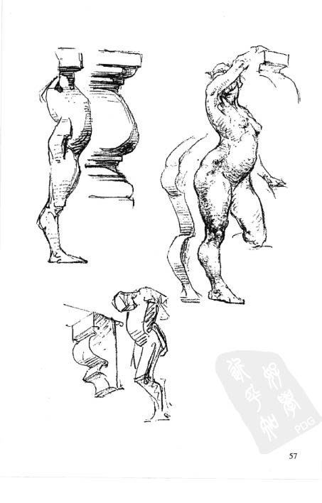 伯里曼人体结构教学-66