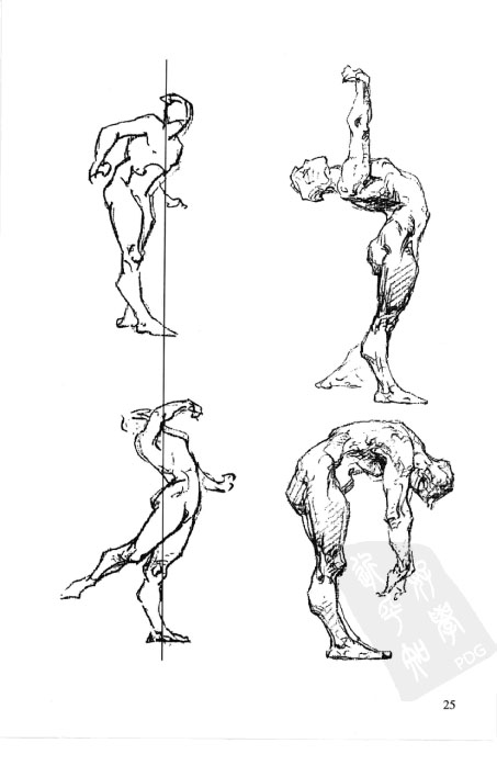 伯里曼人体结构教学-34