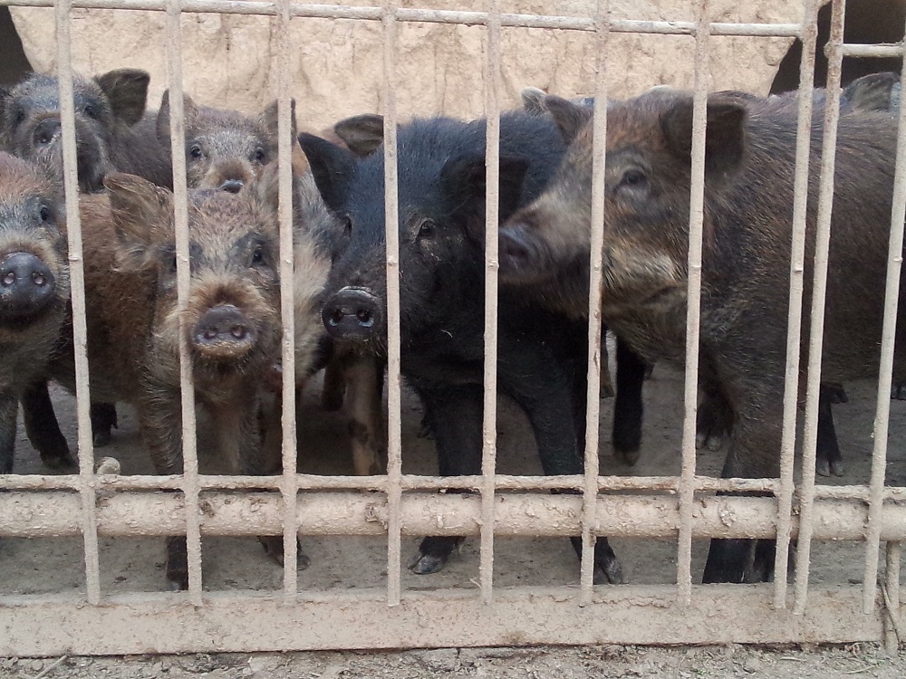 特种野猪养殖场图片
