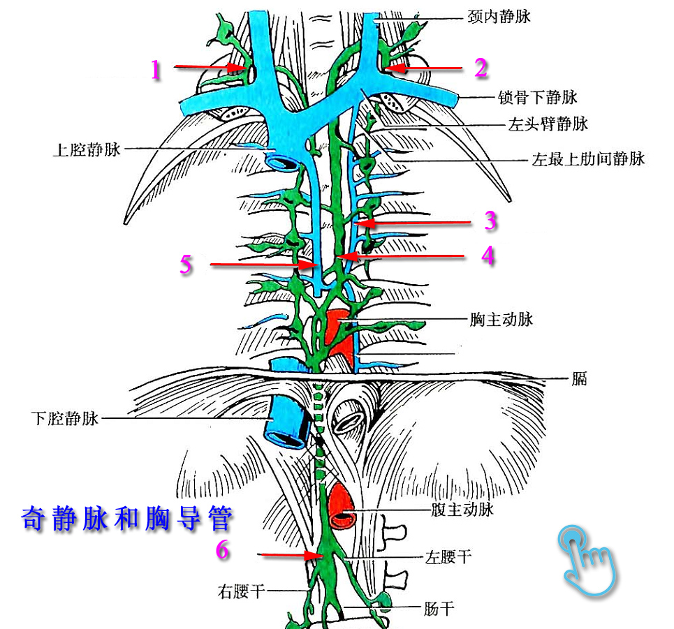 10奇静脉和胸导管