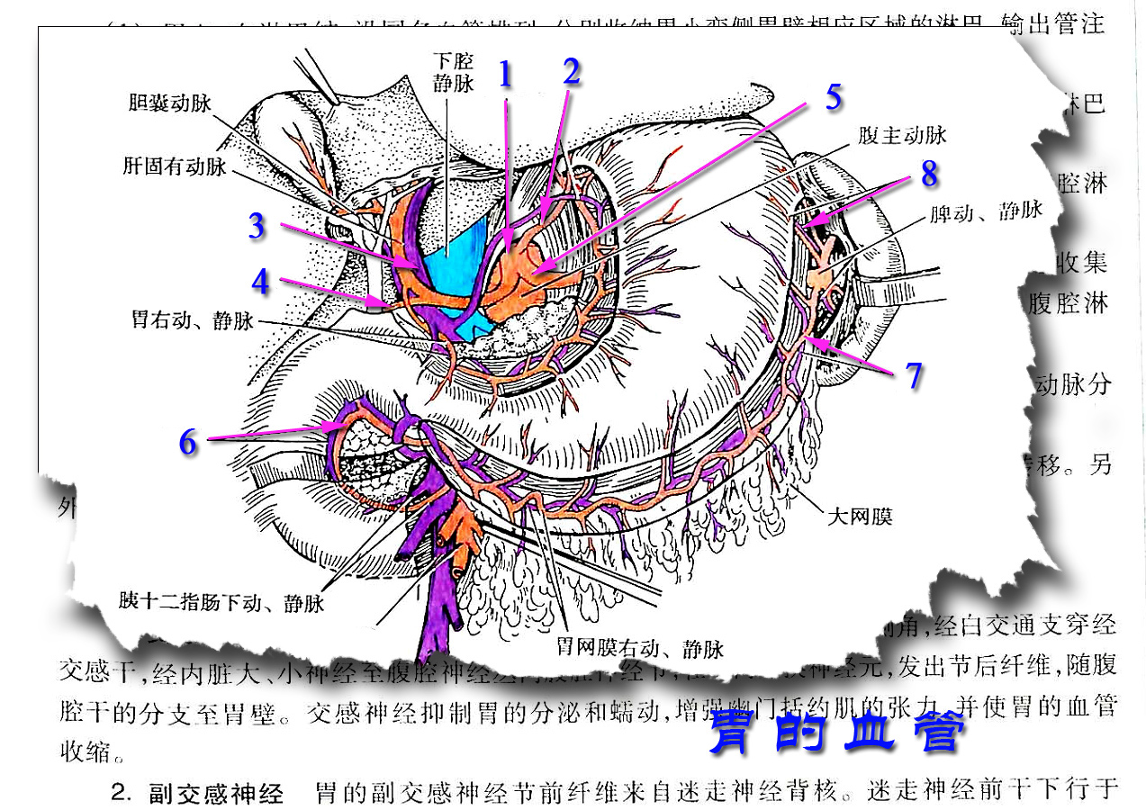 食管胃底静脉丛图片