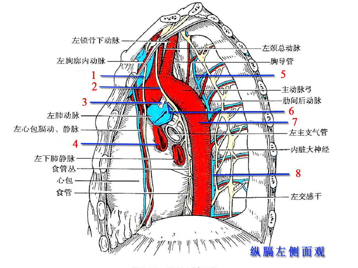 296 主动脉及其分支-人体解剖学-医学