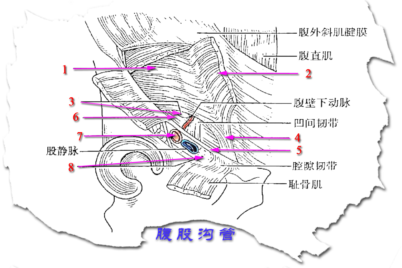 腹股沟管浅环图片