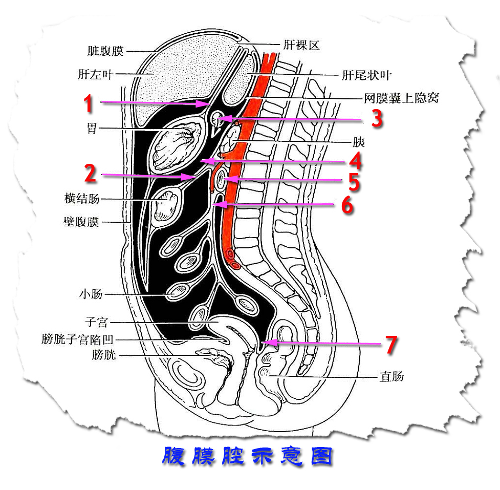 12腹膜腔示意图